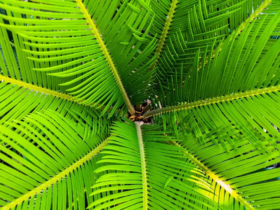 acido laurico