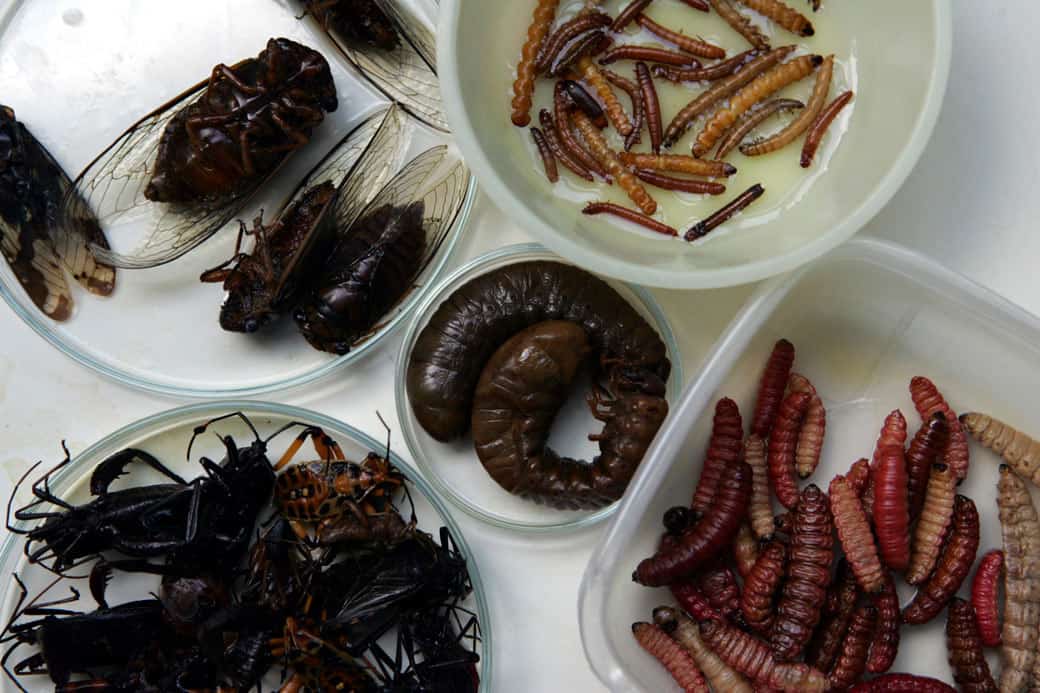 Serán los insectos comestibles los sustitutos de la carne de res