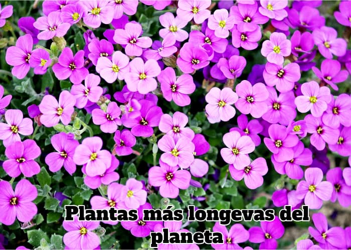 arbusto con flores rosas