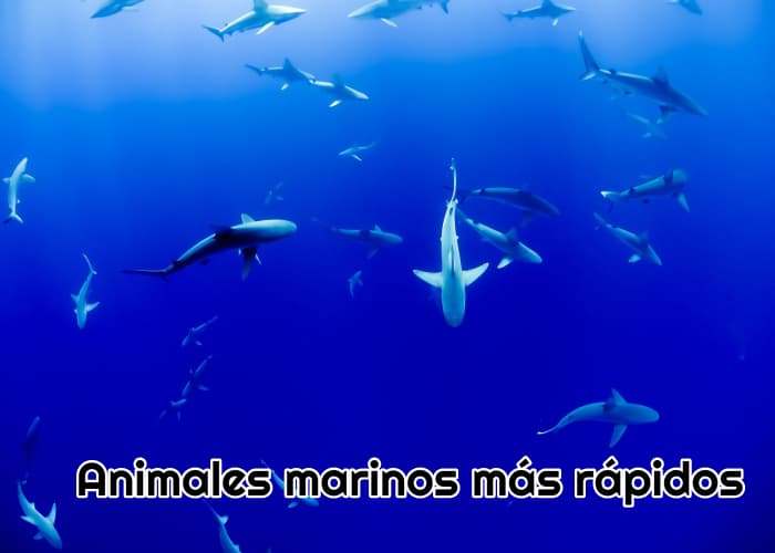 Animales marinos más rápidos