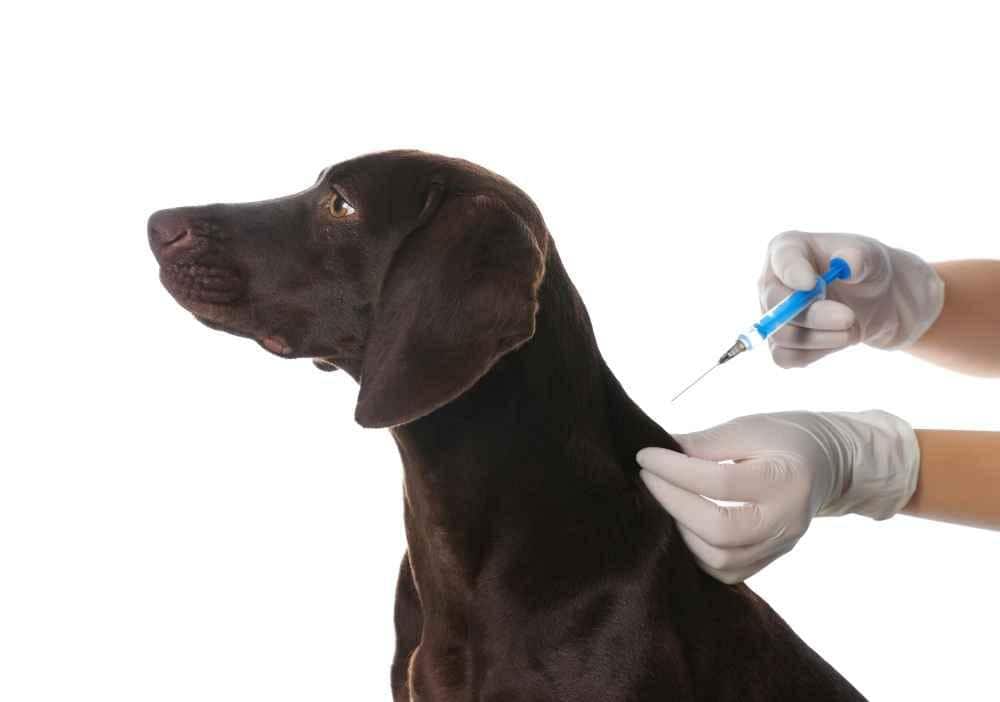 Perro vacunación