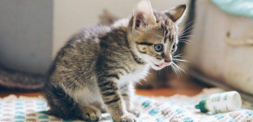 grey tabby kitten on white and blue mat