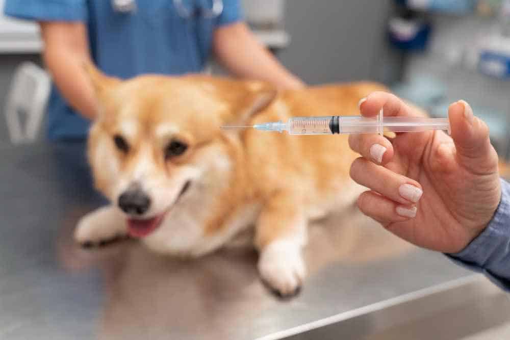 Veterinario