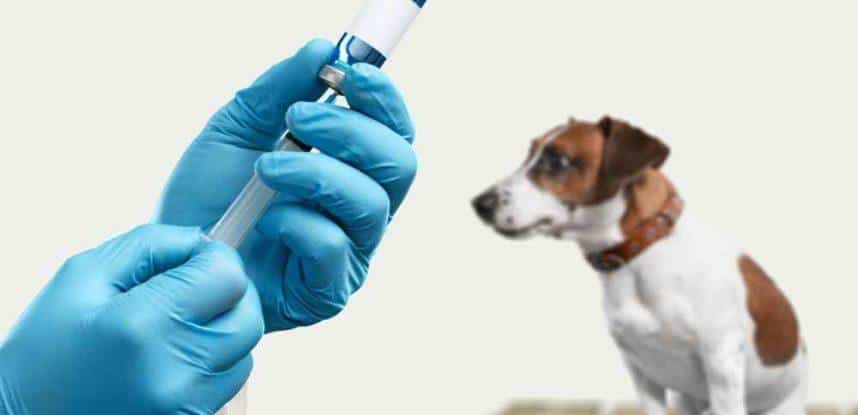 Vacunación perro