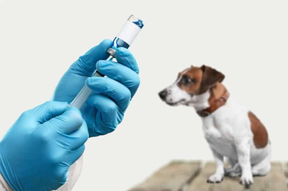 Vacunación perro