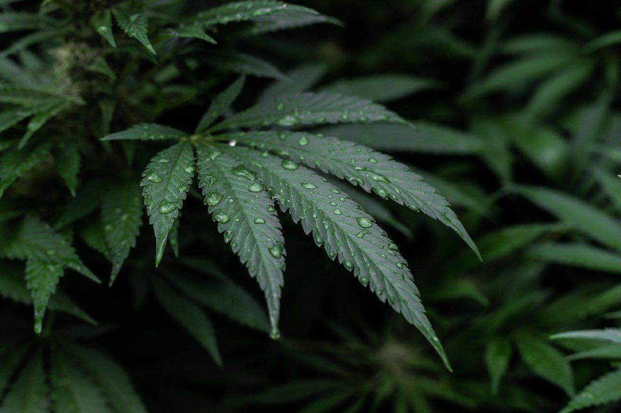 grow shop madrid