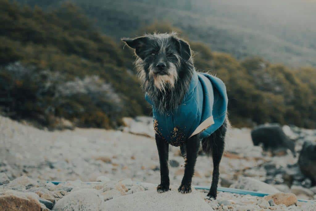 Dog in Clothes on Stones