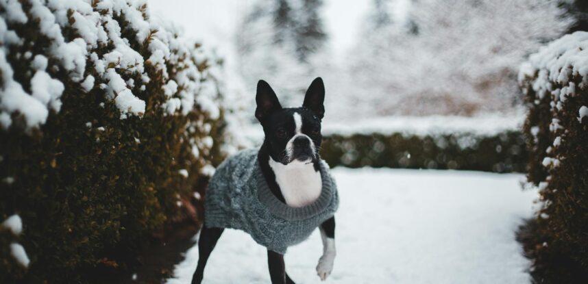 Ropa para perros