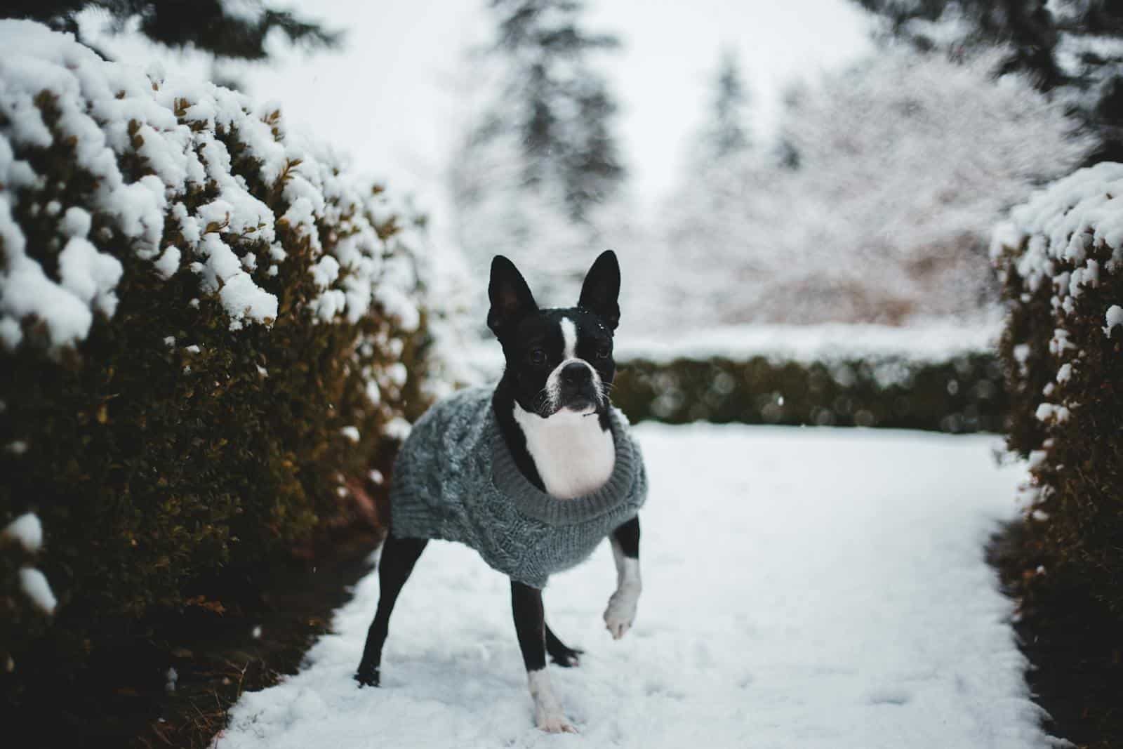 Ropa para perros