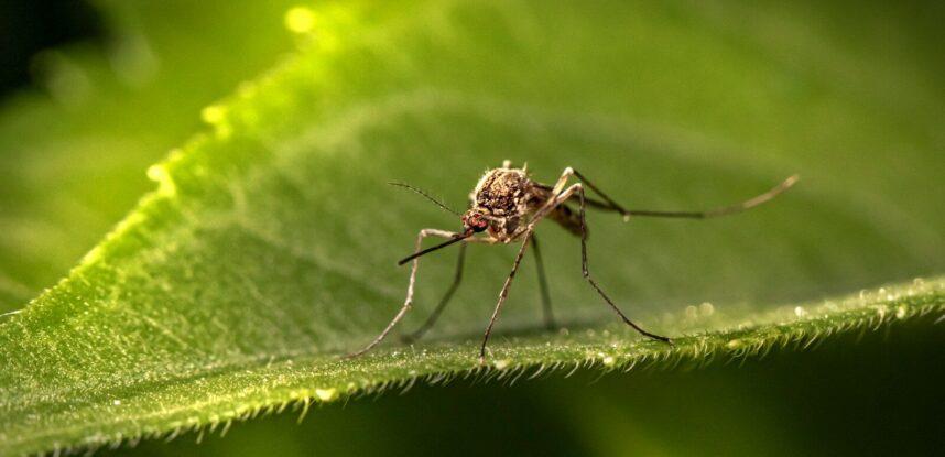 a close up of a mosquito on a leaf